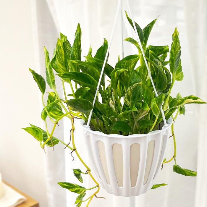 Amazon｜観葉植物 ポトス テルノ No.030 トラサン 5号鉢 吊り鉢